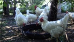 Caring for Your Chickens in Hot Weather