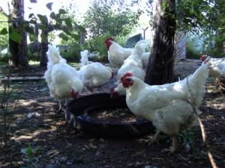 chickens-hot-water