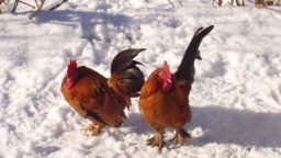 Tips for Keeping Chickens Warm This Winter