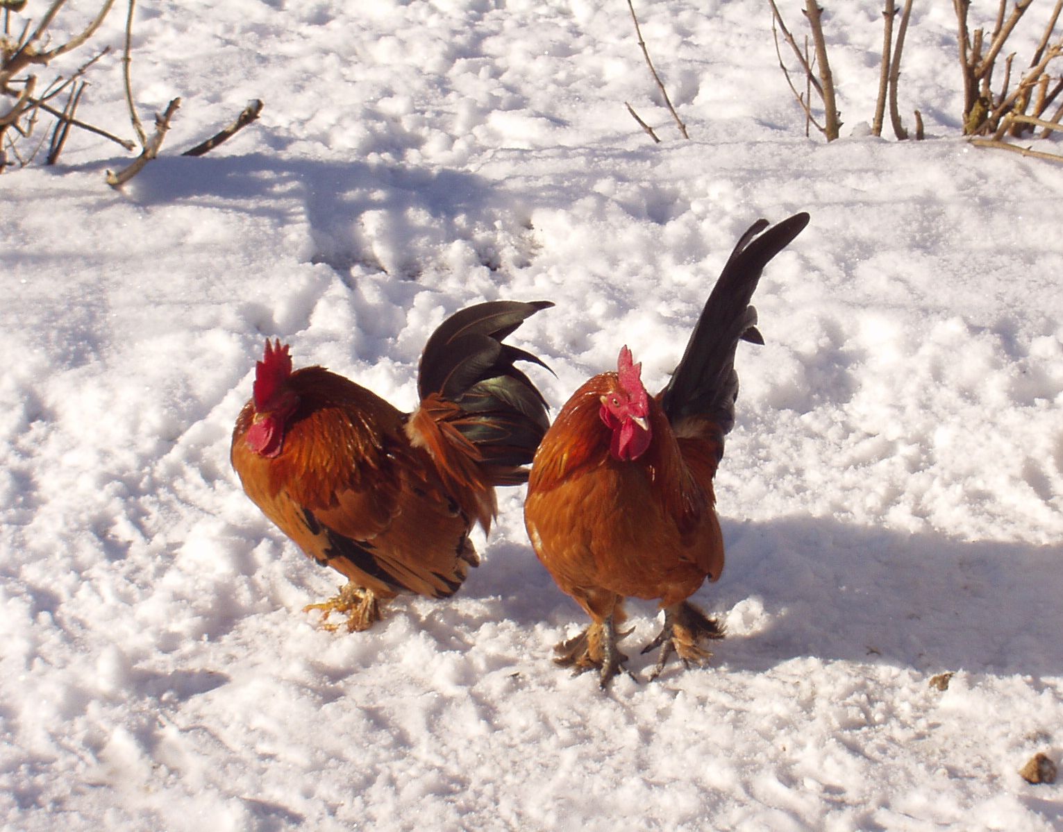 Tips for Keeping Chickens Warm This Winter