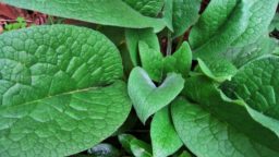 How to Propagate and Use Comfrey