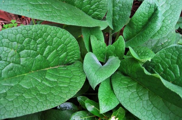 How to Propagate and Use Comfrey