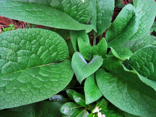 How to Propagate and Use Comfrey