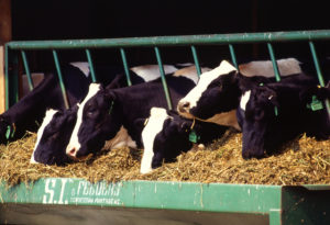dairy-cow-basics