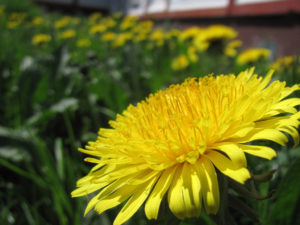 dandelion