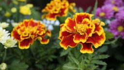 4 Underrated Medicinal Herbs