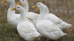 Great Farm Animals for Beginners