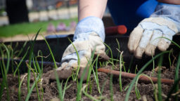 Mistakes to Avoid When Starting a Garden