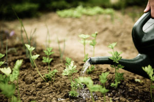 gardening-image