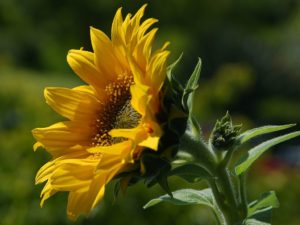 gardening-with-kids