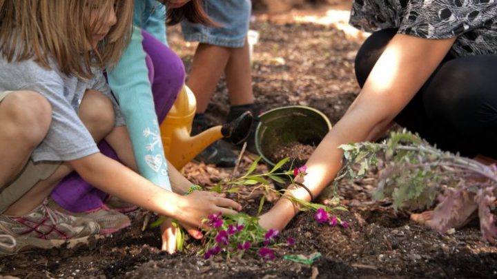 5 Easy Plants for Kids to Grow