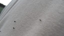 How to Make a DIY Gnat Trap