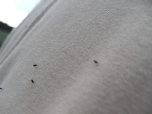 gnats