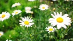 Easiest Herbs to Grow for Tea