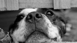 Homemade Dog Food