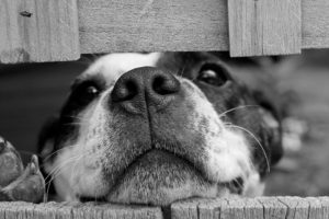 homemade-dog-food