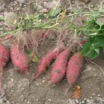 3 Tips for Growing Potatoes