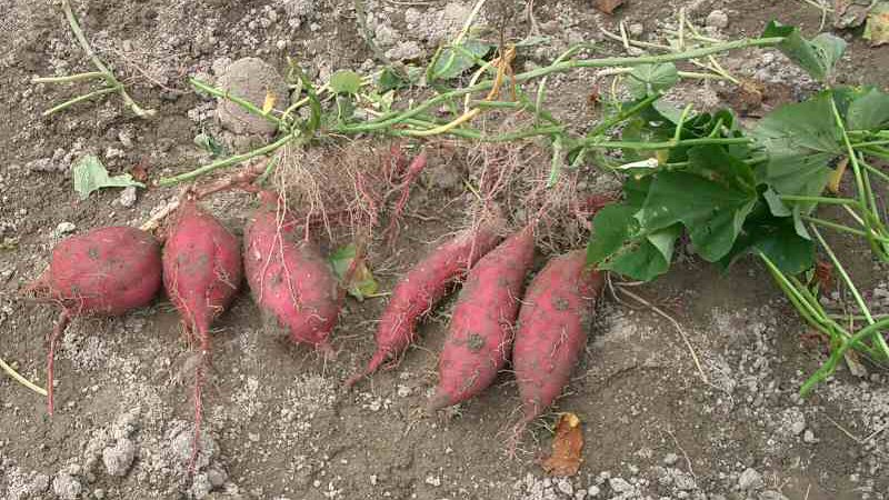 3 Tips for Growing Potatoes