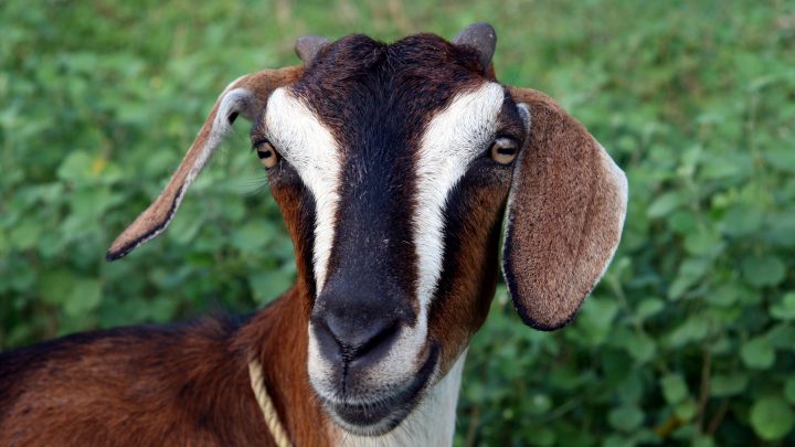 5 Great Reasons to Get Goats
