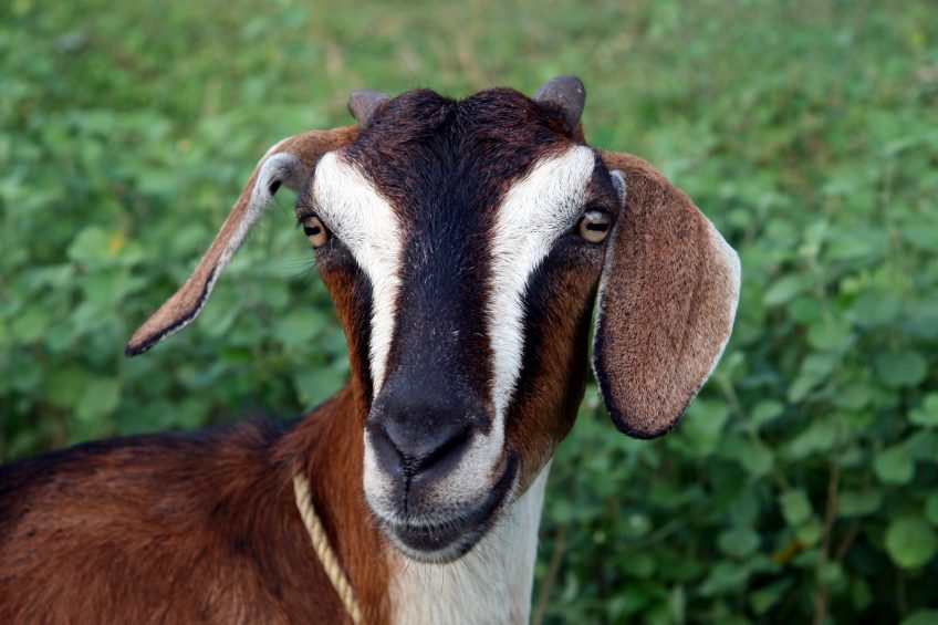 5 Great Reasons to Get Goats