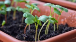 Crops You Can Plant in August