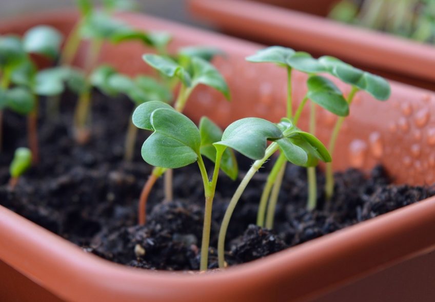 Crops You Can Plant in August