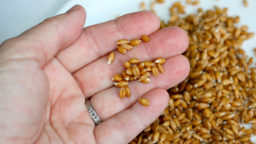 Making Your Own Sprouted Flour