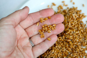 sprouted-flour-diy