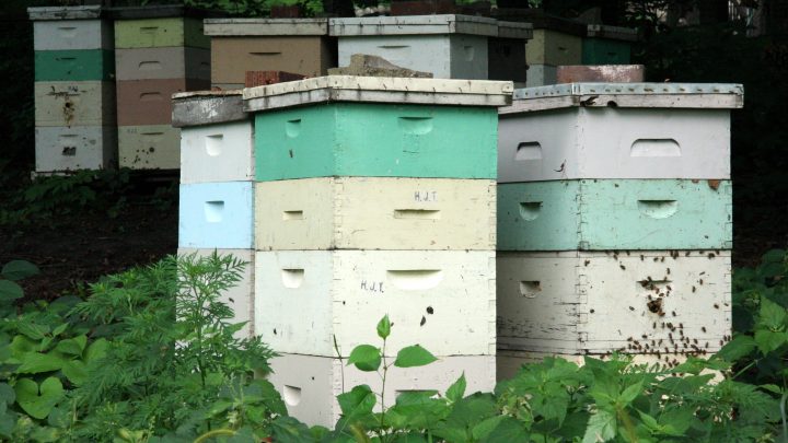 Benefits of Bees for Homesteads