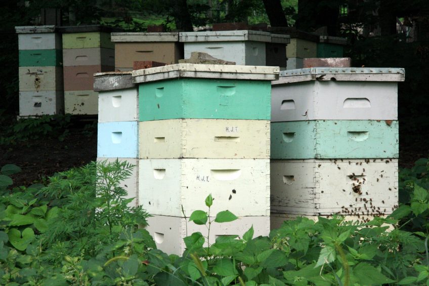 Benefits of Bees for Homesteads