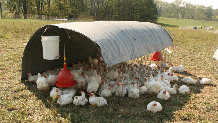 Tips to Keep Your Chickens Safe from Predators