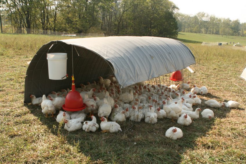 Tips to Keep Your Chickens Safe from Predators