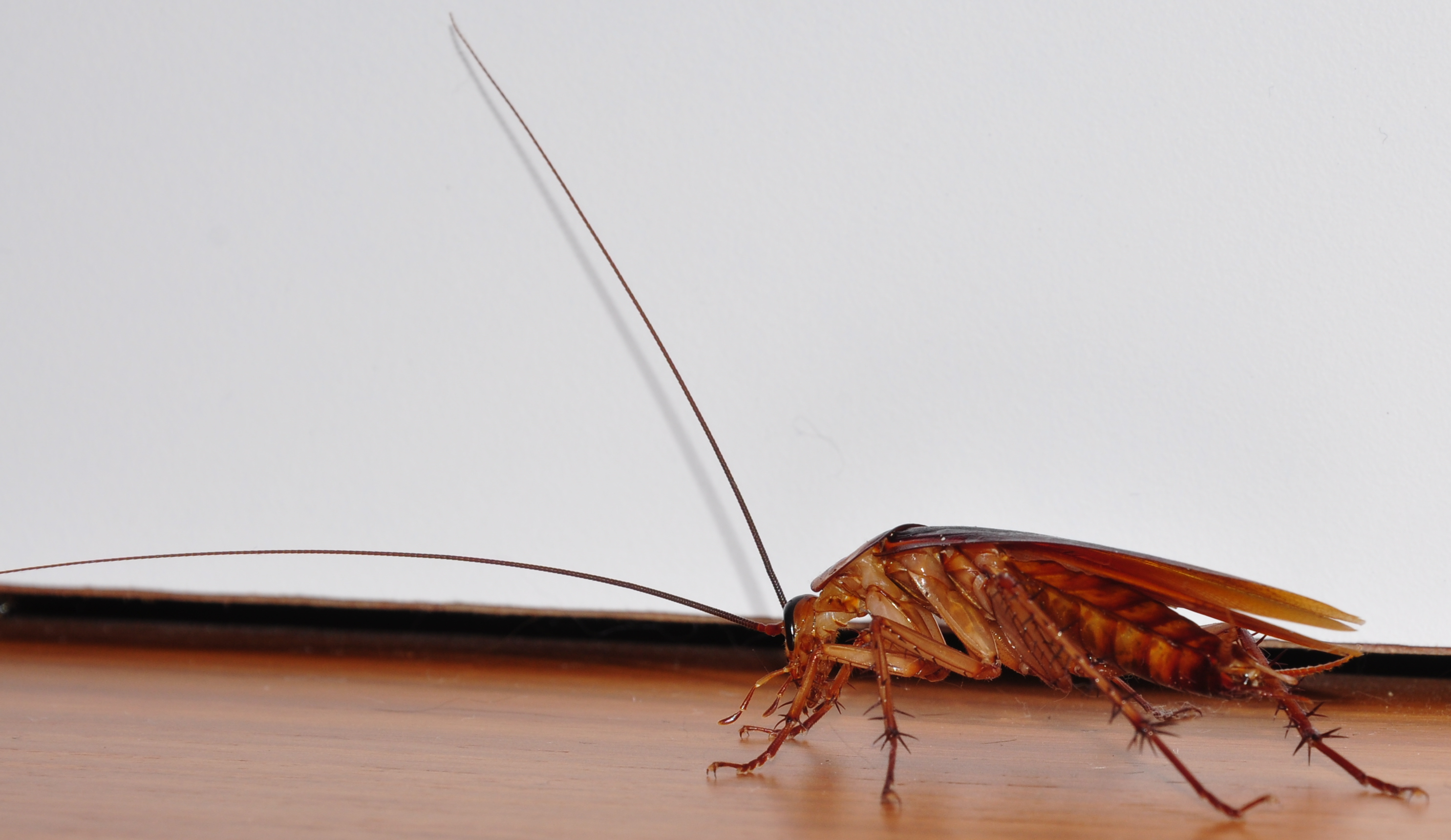 Cockroach-closeup-left-side