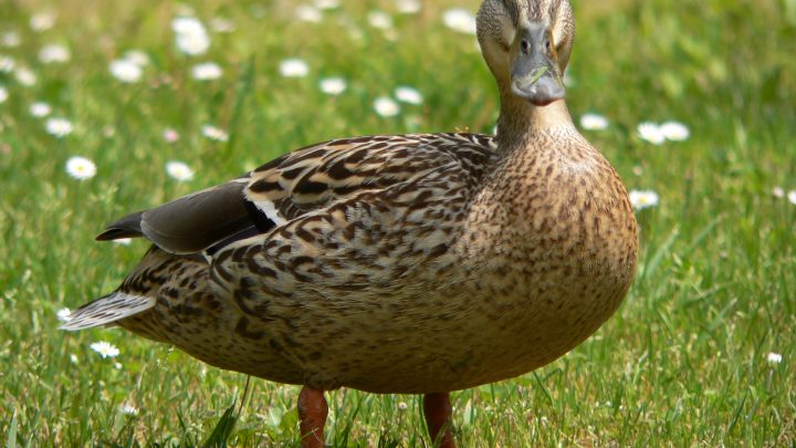 3 Reasons Why Ducks Are Better Than Chickens