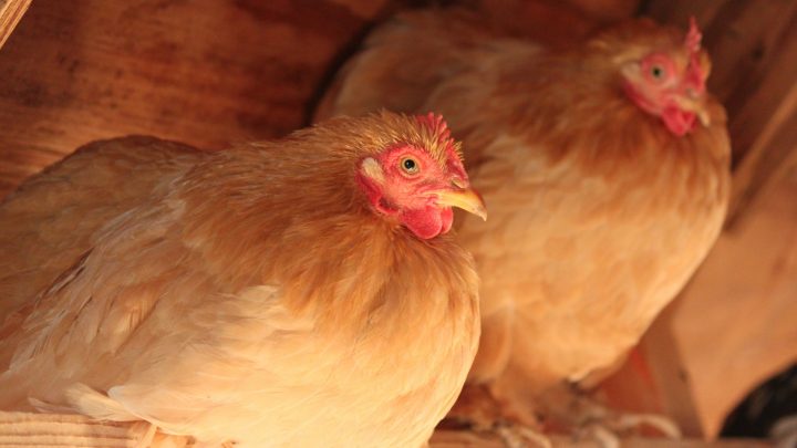 How to Breed More Self-Reliant Chickens