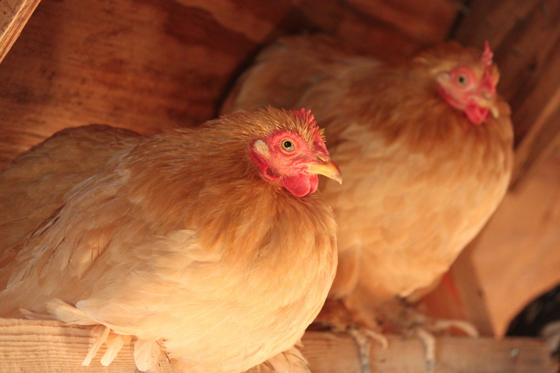 How to Breed More Self-Reliant Chickens