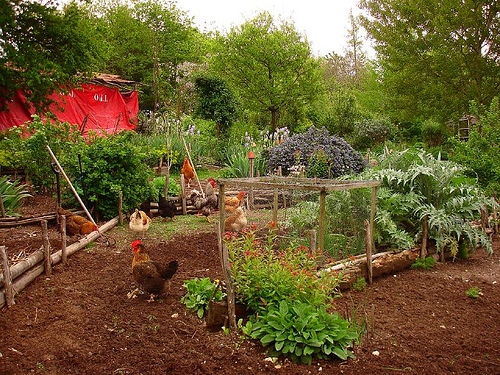 chickens-in-garden