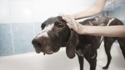 Tried-and-True Recipe for De-Skunking A Dog