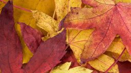How to Use Fall Leaves