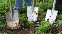 3 Ways to Save Money on Your Garden