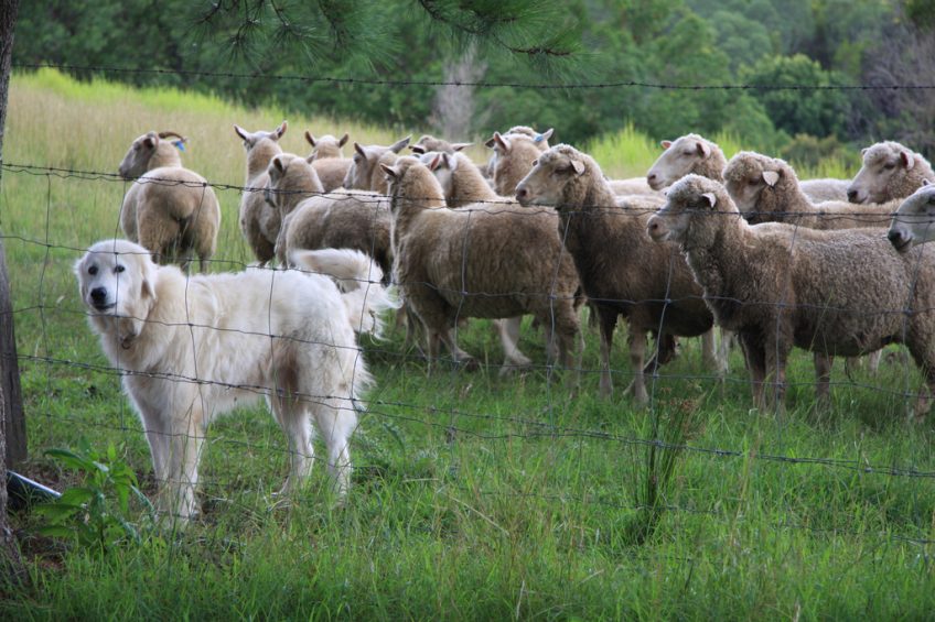 Why Your Homestead Needs A Dog