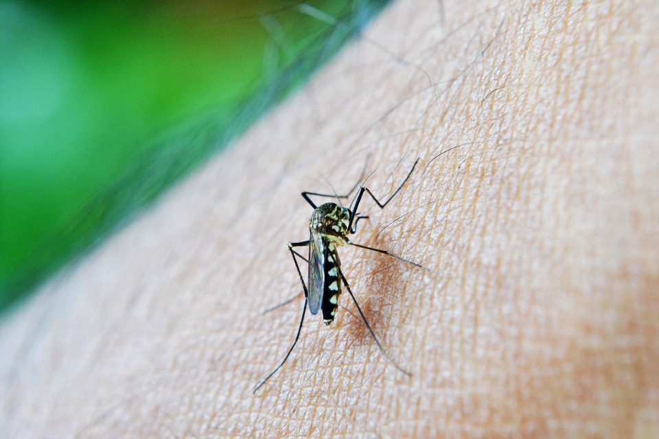Natural Relief for Insect Bites