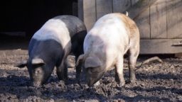 The Cost-Effectiveness of Homestead Pigs