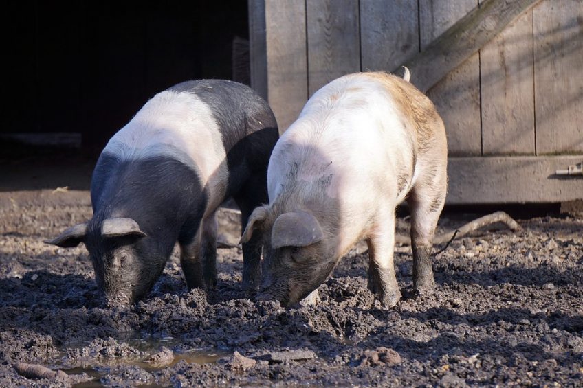 The Cost-Effectiveness of Homestead Pigs