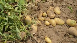 Storing Potatoes for Winter