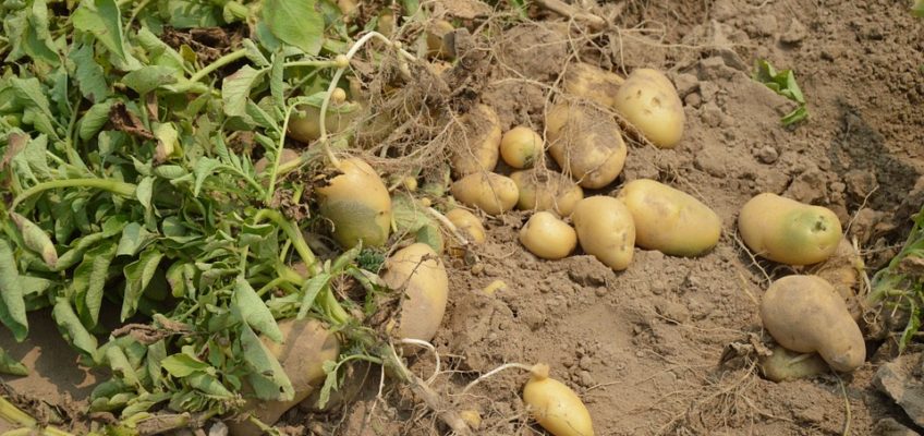 Storing Potatoes for Winter