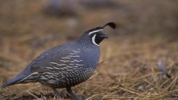 Are Quail a Good Choice for Your Homestead?