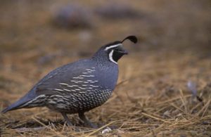 quail