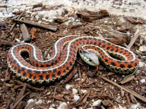 snakes-garden