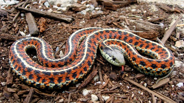 Are Snakes Good for the Garden?